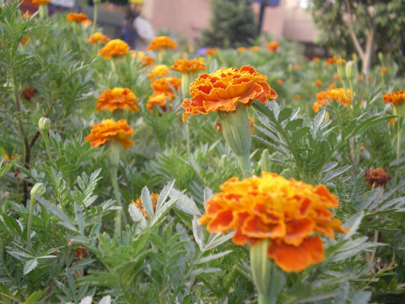 Orange Marigold Flowers — Calm, Afternoon, Photograph, Green Leaves