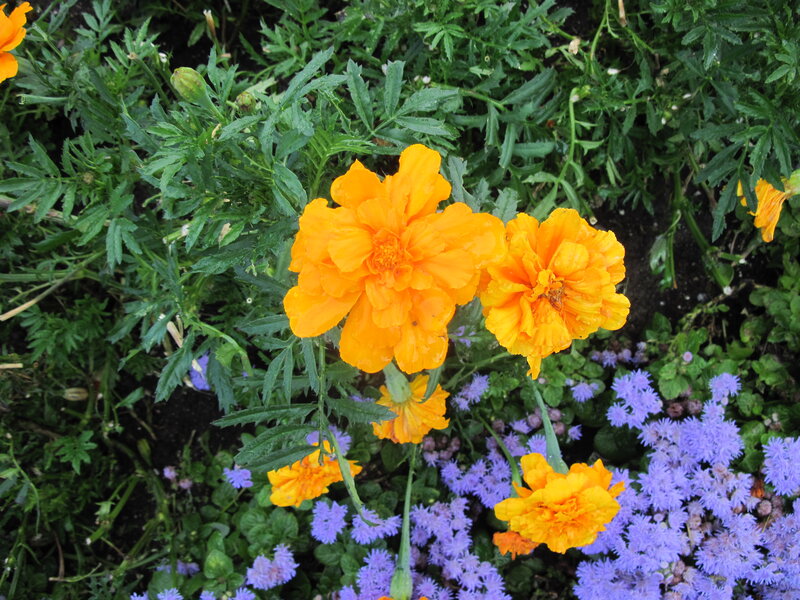 Orange Marigold Flowers — Calm, Afternoon, Photograph