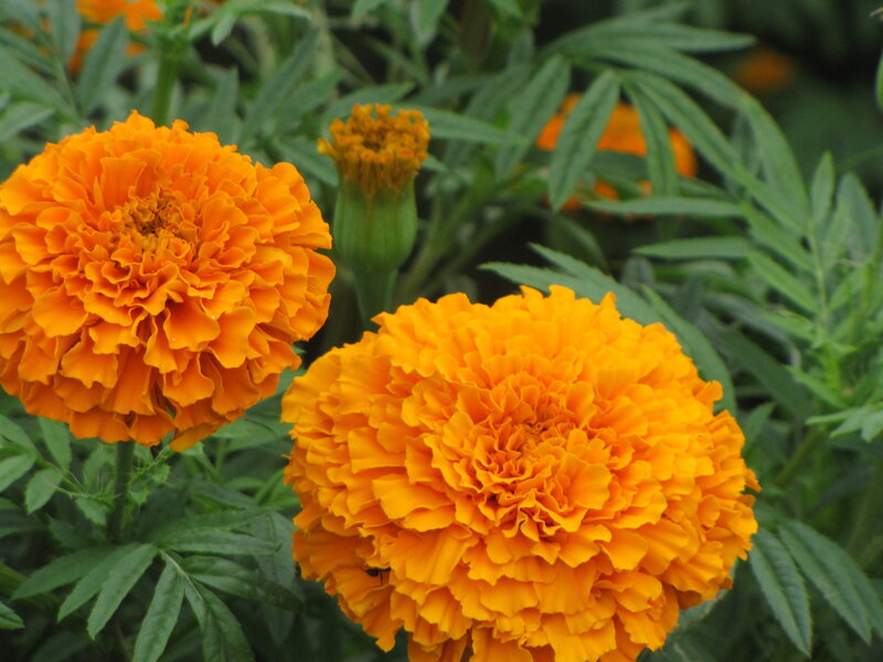 Orange Marigold Flowers — Calm, Afternoon
