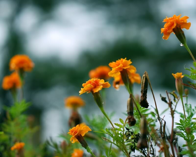 Orange Marigold Flowers — Calm, Morning