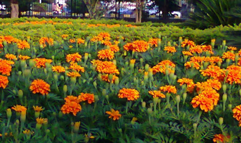 Orange Marigold Flowers — Calm