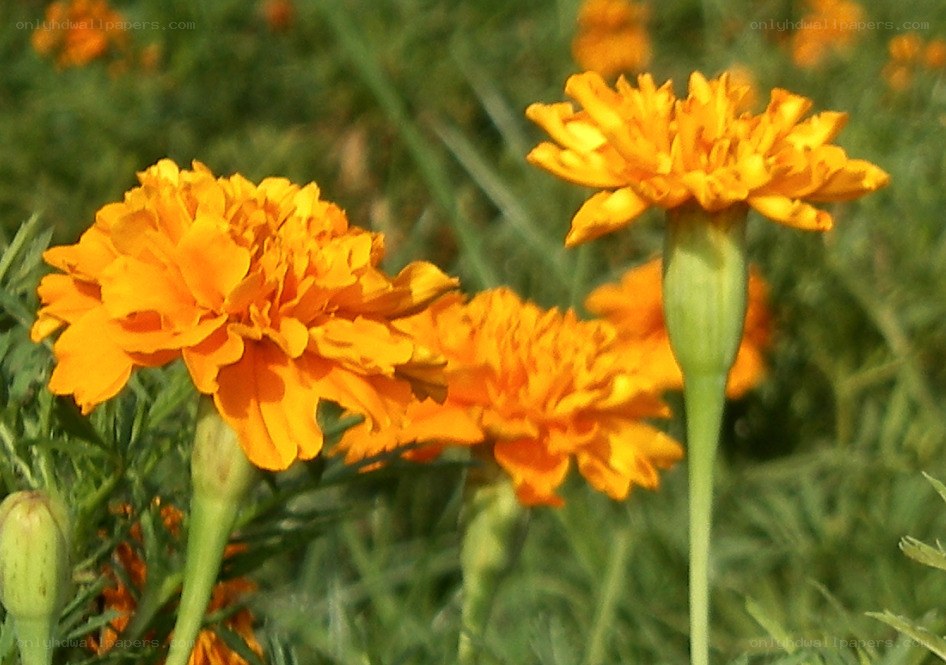 Orange marigold flowers in bloom