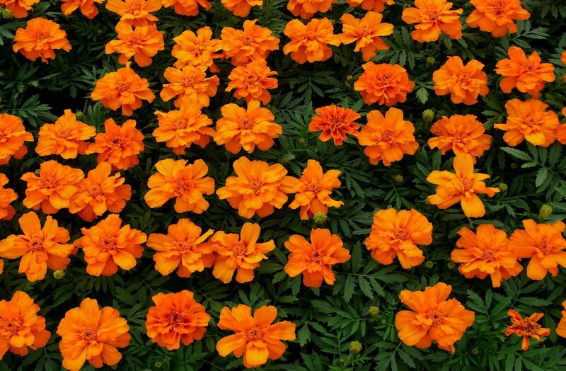 Orange marigold flowers in bloom