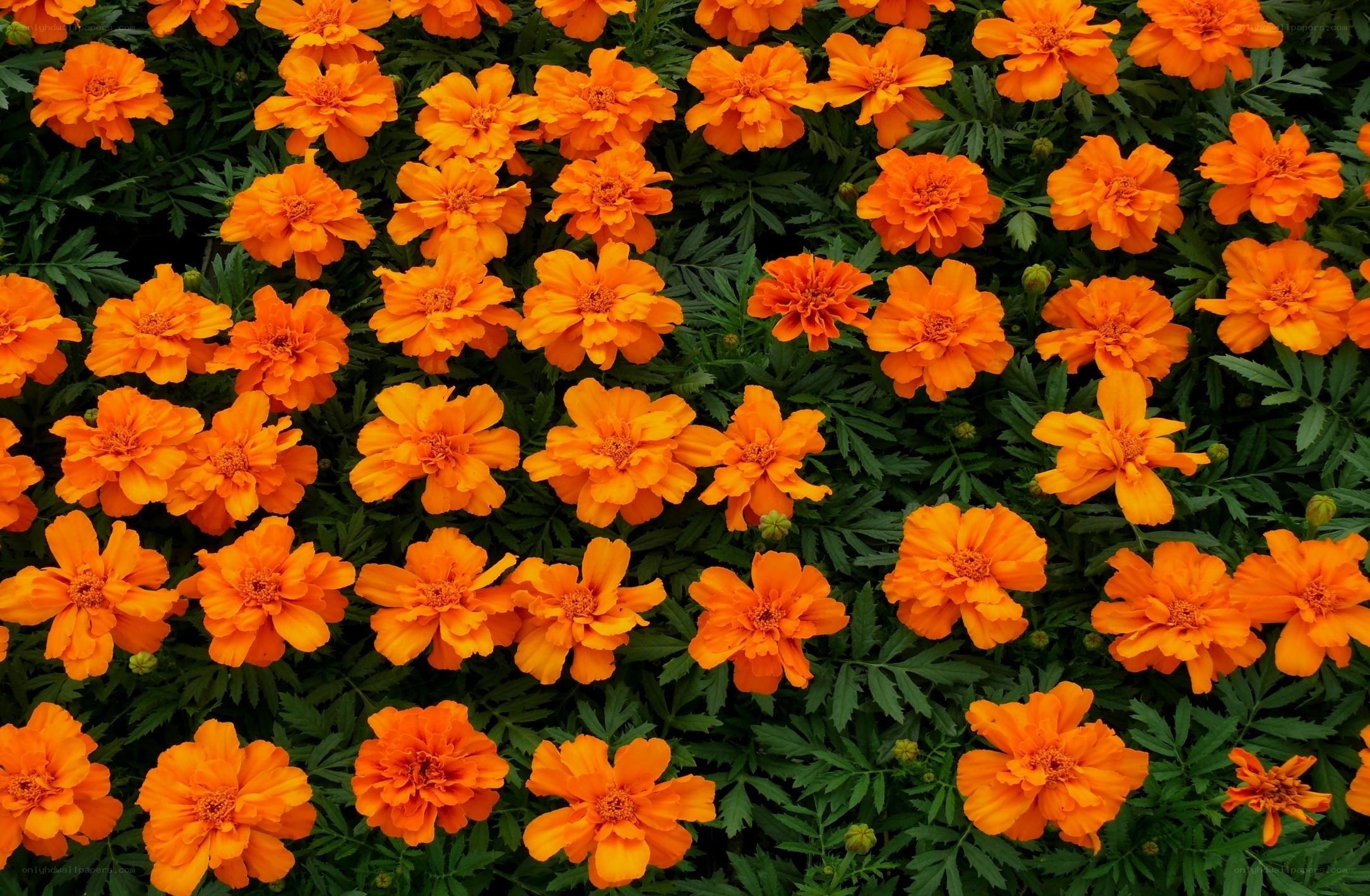 Orange marigold flowers in bloom