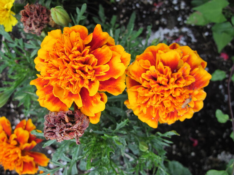 Orange Marigold Flowers — Natural, Afternoon