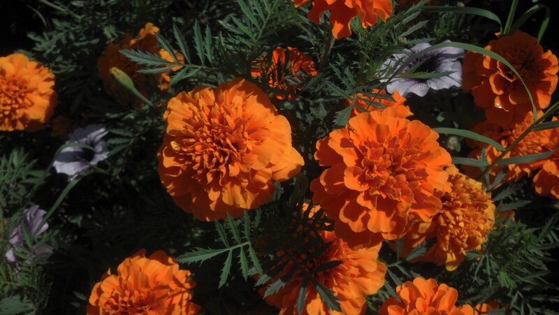 Orange Marigold Flowers — Natural