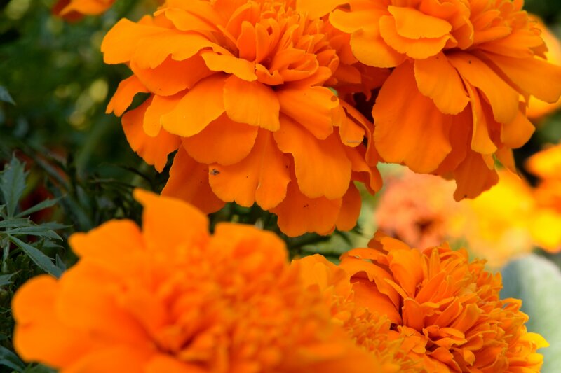 Orange Marigold Flowers — Vibrant, Afternoon, Photograph, Green Leaves, Out of Focus Background