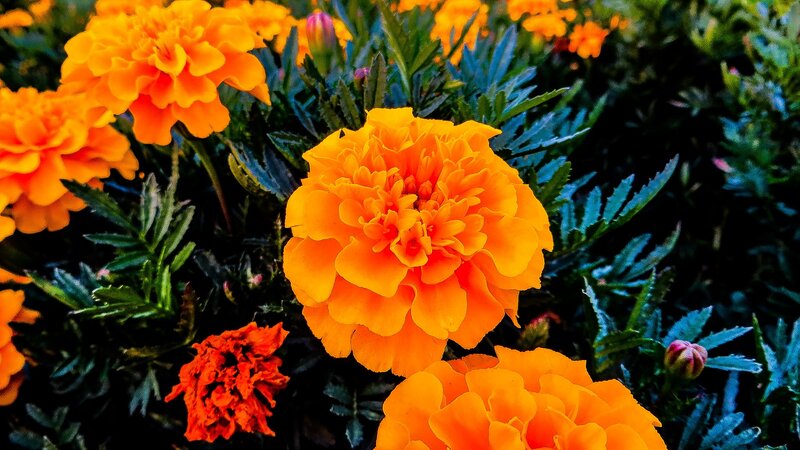 Orange Marigold Flowers — Vibrant, Afternoon, Photograph