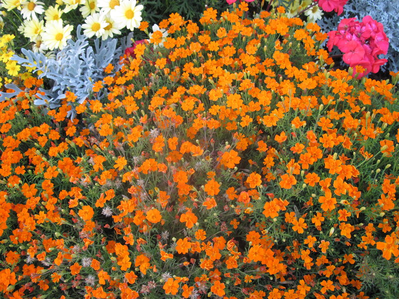 Orange Marigold Flowers — Vibrant, Afternoon