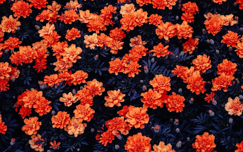 Orange Marigold Flowers — Vibrant, Photograph