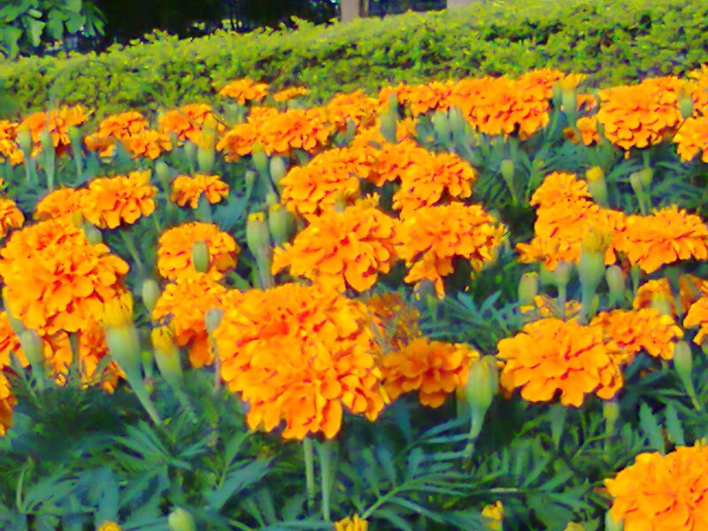Orange Marigold Flowers — Vibrant