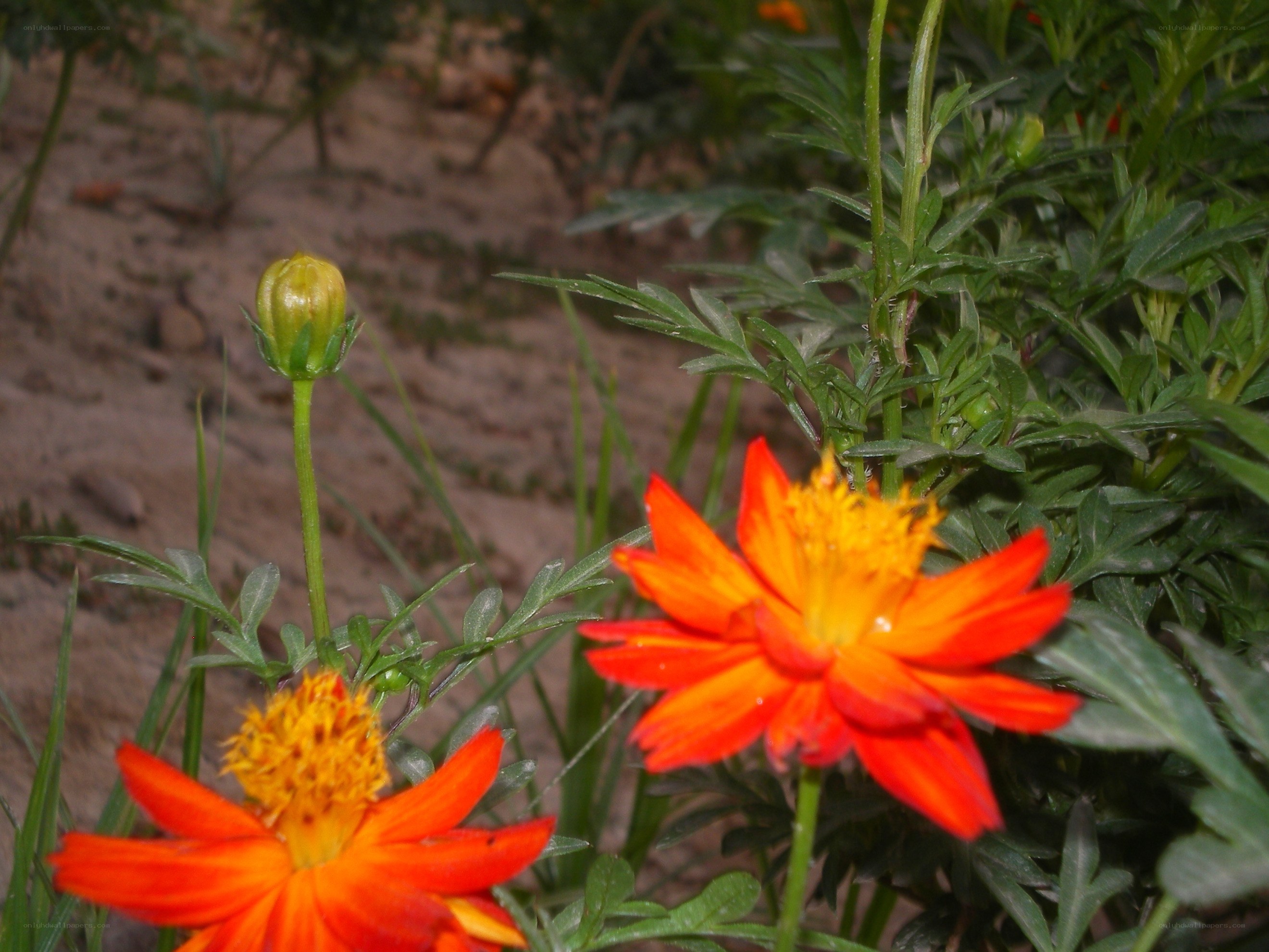 orange marigold flowers