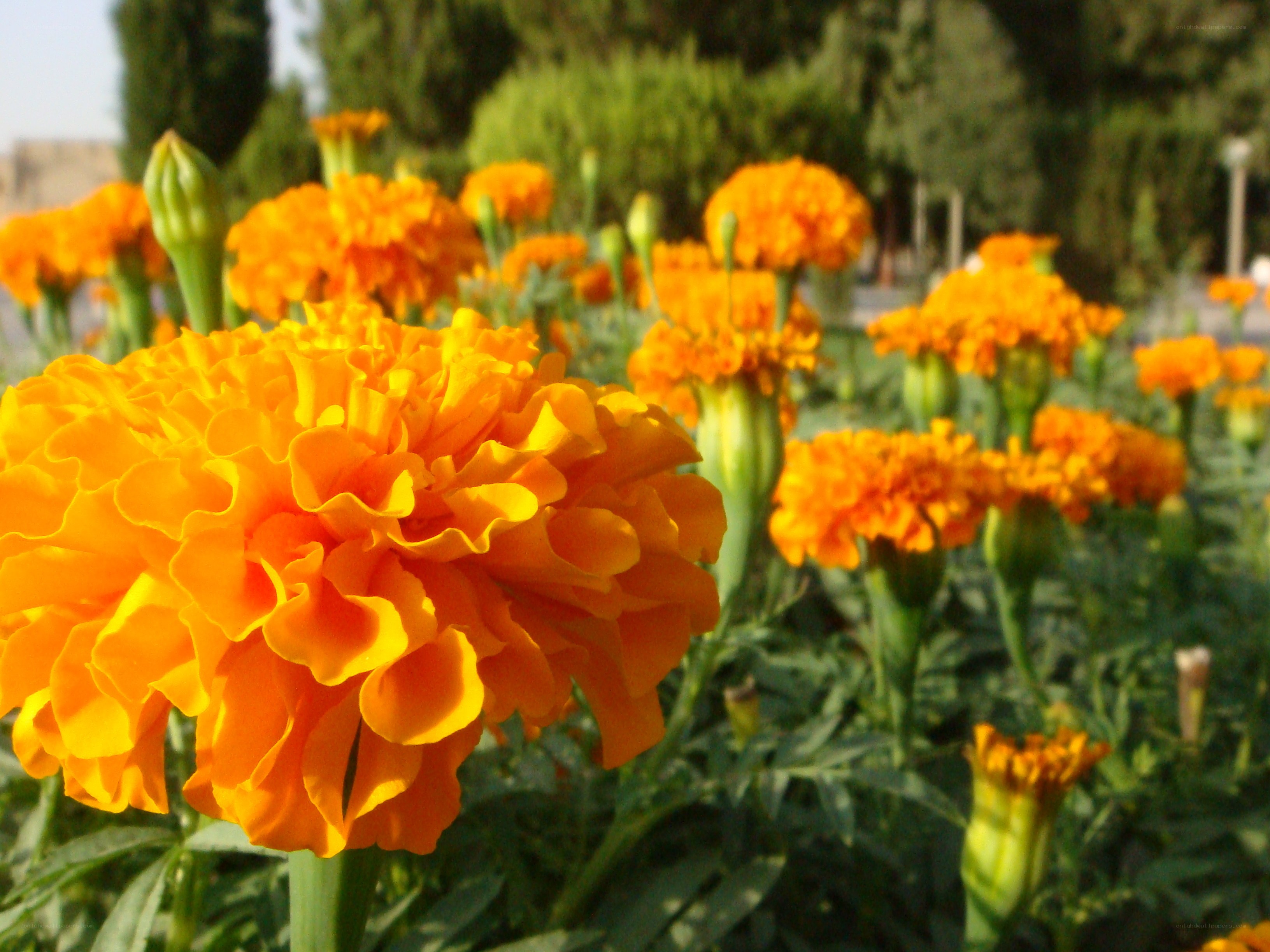 Orange marigolds in a garden