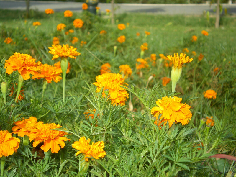 Orange marigolds in a garden