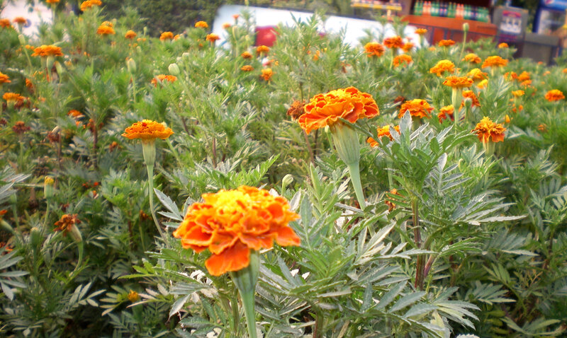 Orange marigolds in a garden