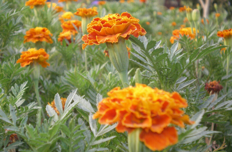 Orange marigolds in a garden