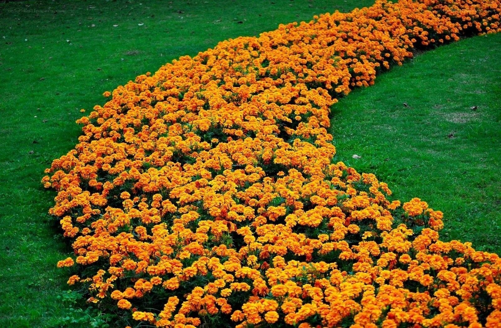 Orange marigolds in a garden