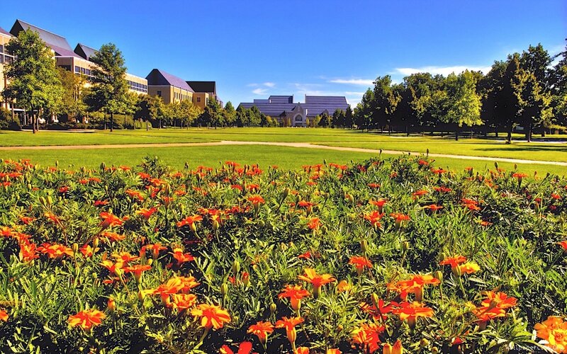 Orange Marigolds in Foreground