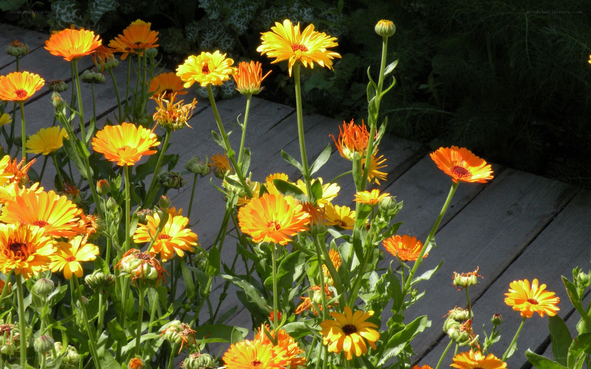 Orange marigolds in garden