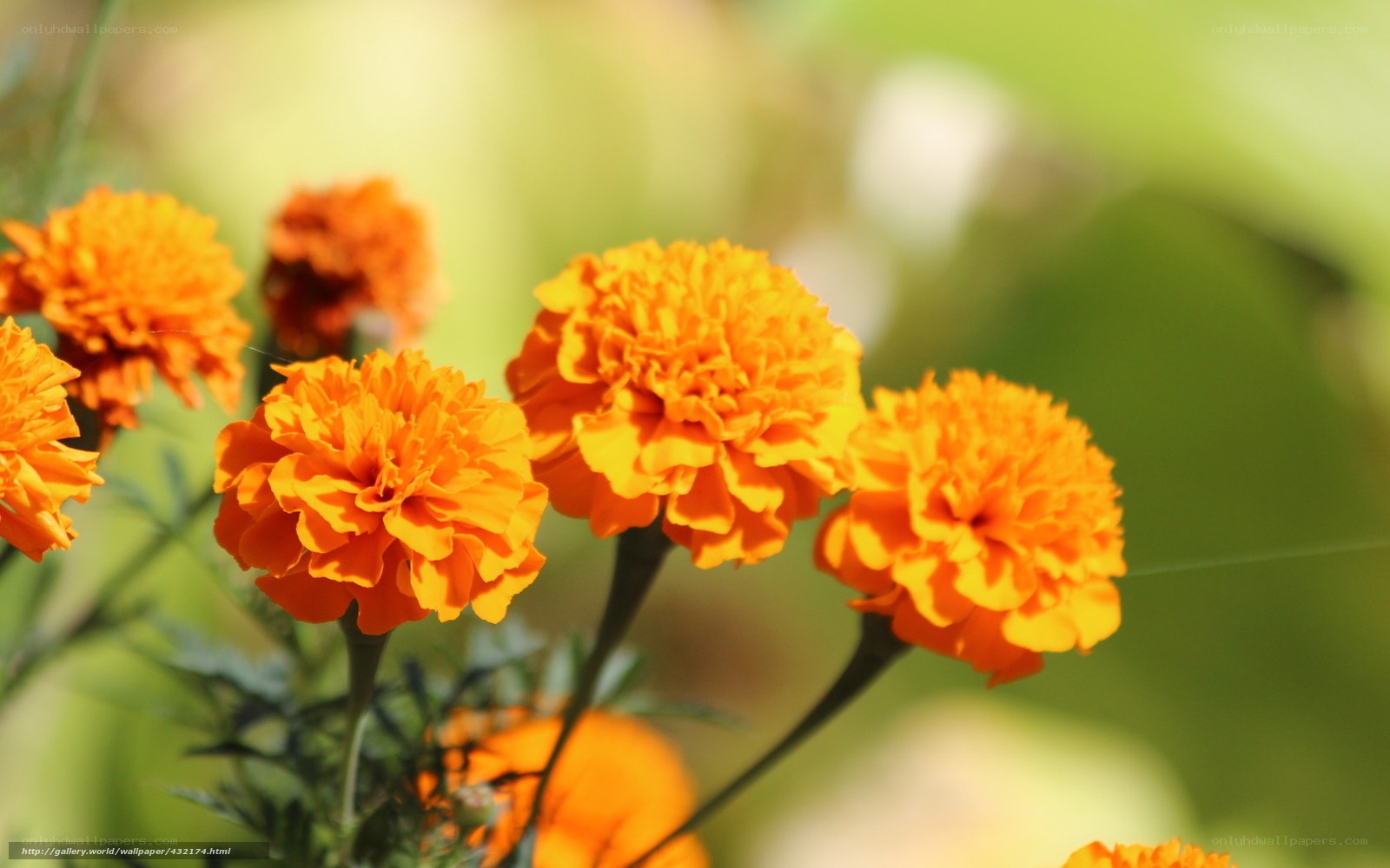 Orange marigolds in sunlight