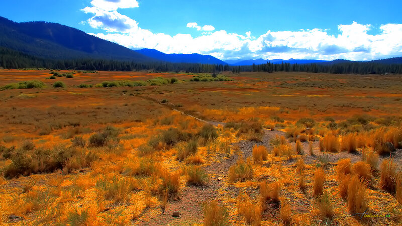 Orange Marshland Field