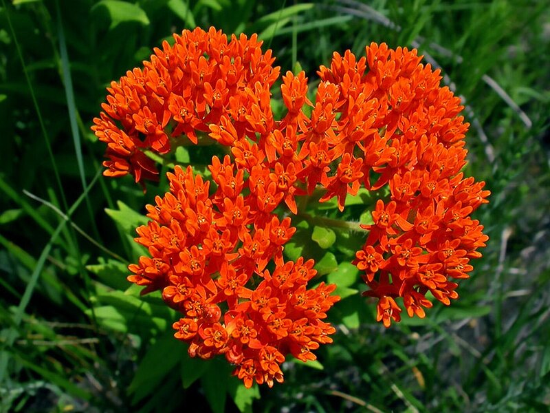 Orange Milkweed Flower — Natural