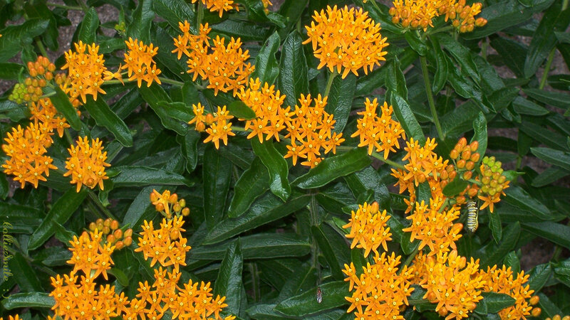 Orange Milkweed Flowers — Natural, Summer