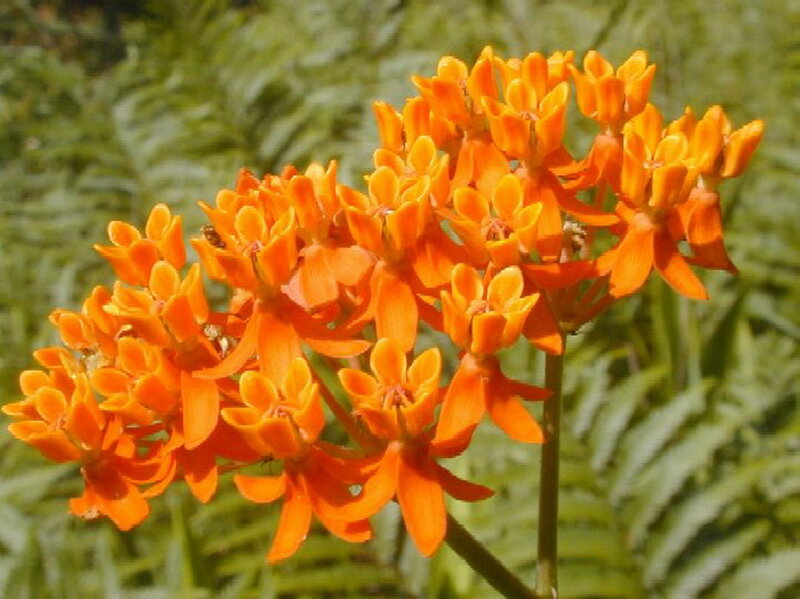 Orange Milkweed Flowers — Natural