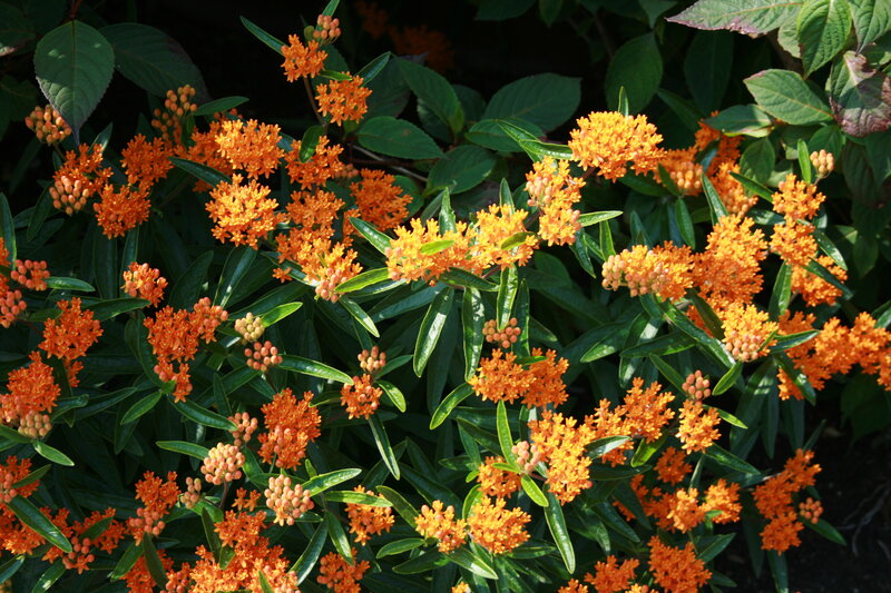 orange milkweed flowers