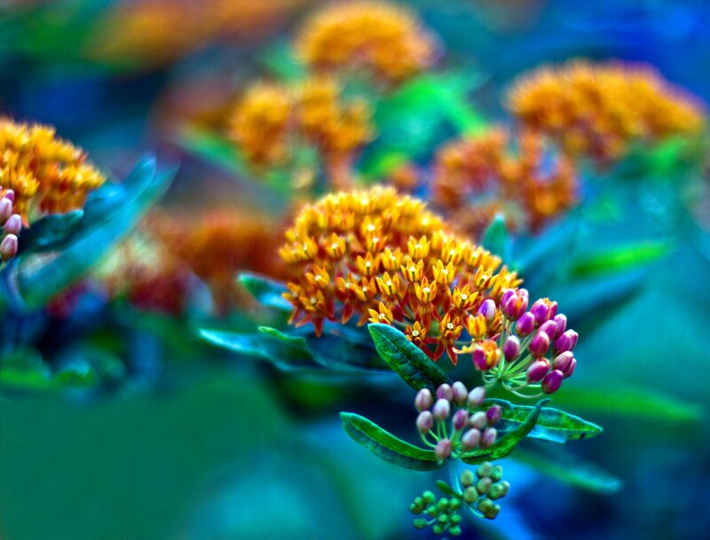 Orange Milkweed Flowers — Vibrant