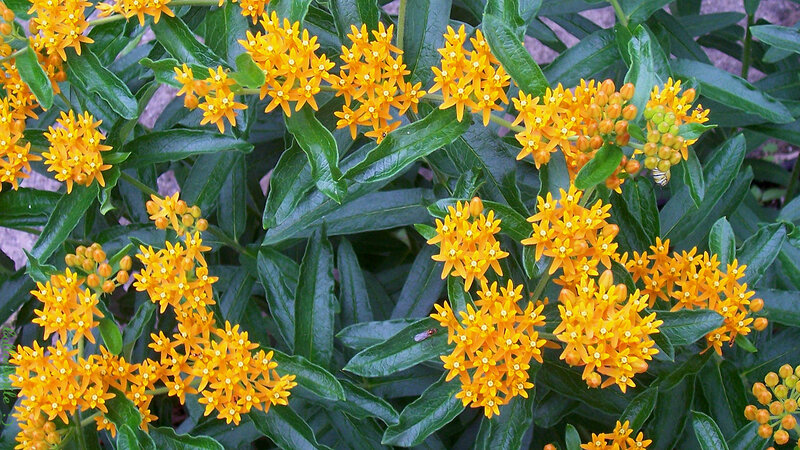 Orange Milkweed Flowers — Yellow, Natural