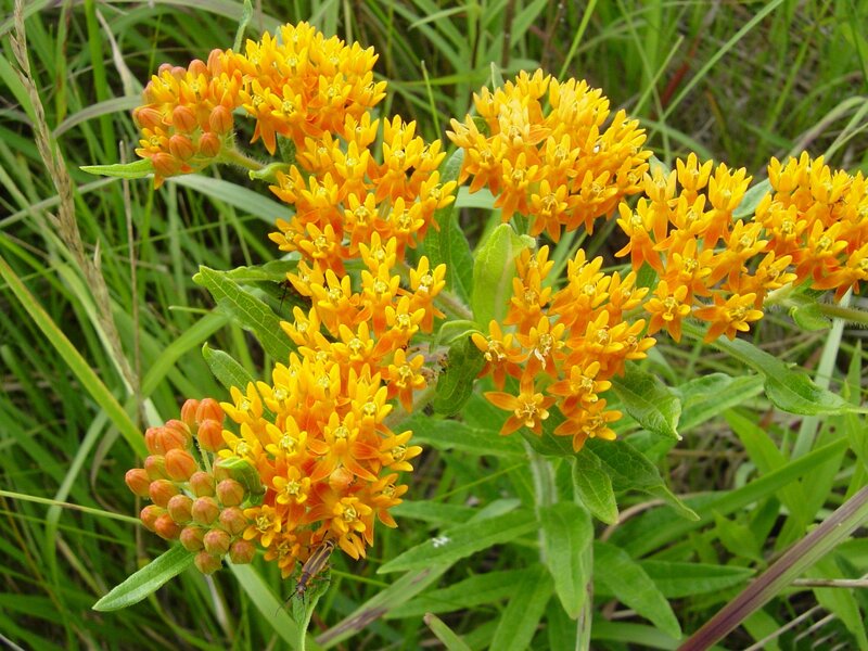 Orange Milkweed Flowers — Yellow