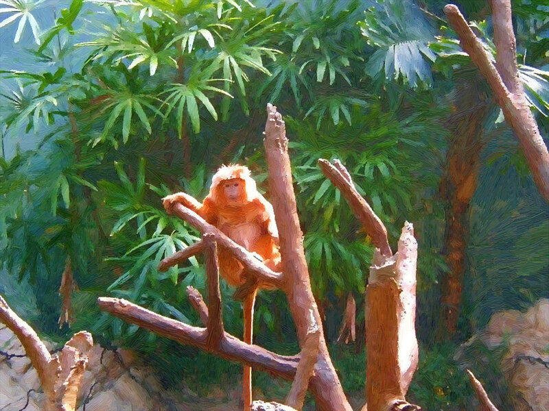 Orange Monkey on Branch