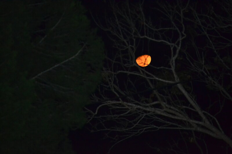 Orange Moon Through Branches