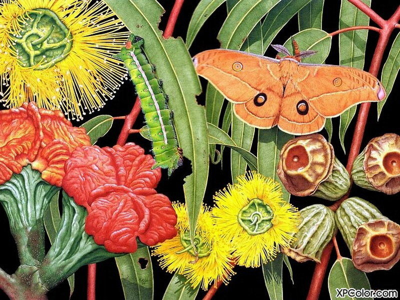 Orange Moth and Caterpillar