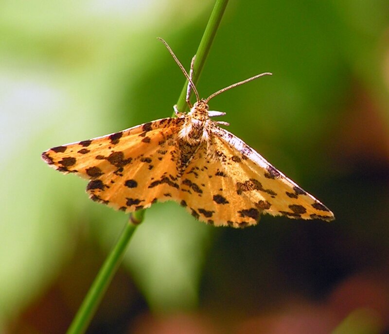 orange moth on a stem