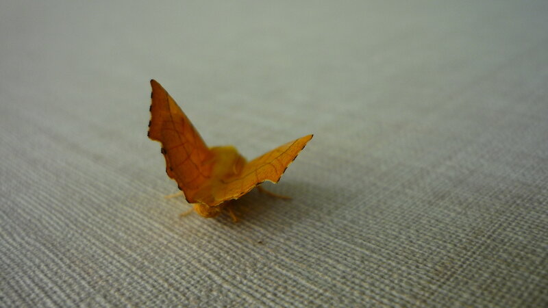 orange moth on fabric