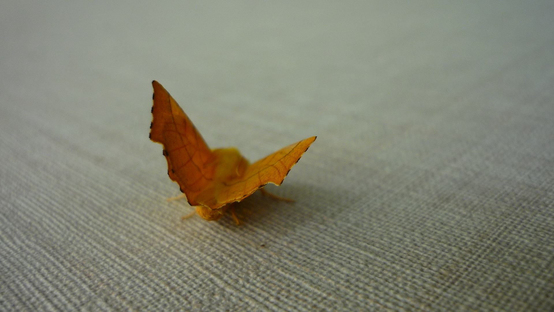 orange moth on fabric