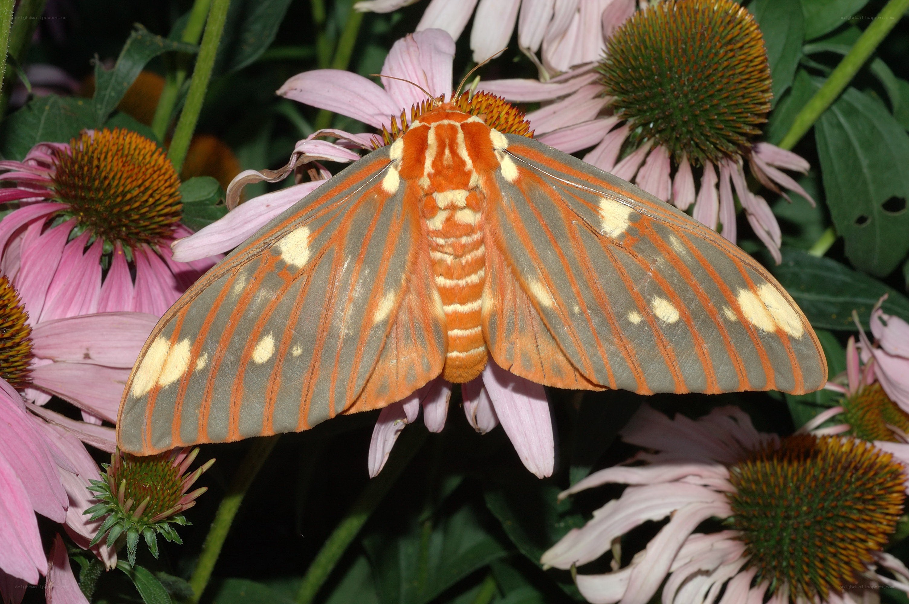 orange moth on pink flower