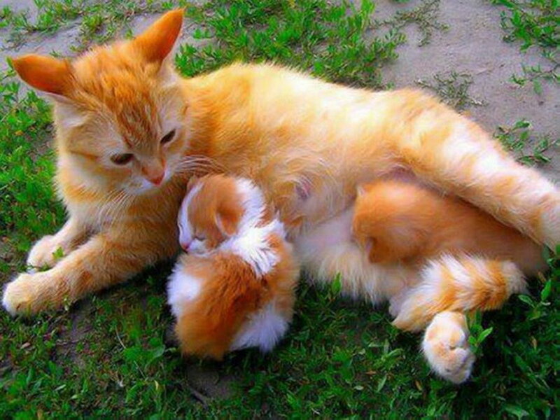 Orange Mother Cat Nursing Kittens