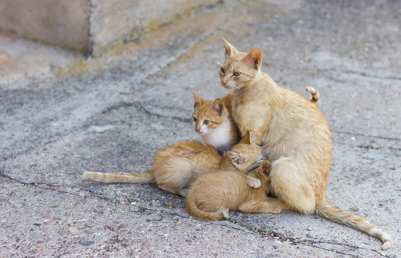 Orange Mother Cat with Kittens
