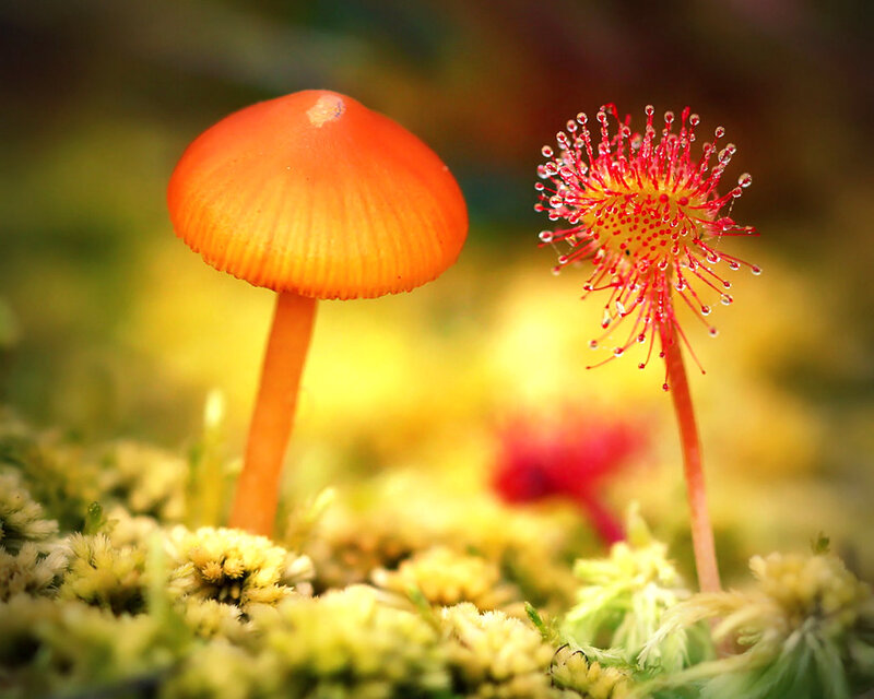 Orange Mushroom and Sundew