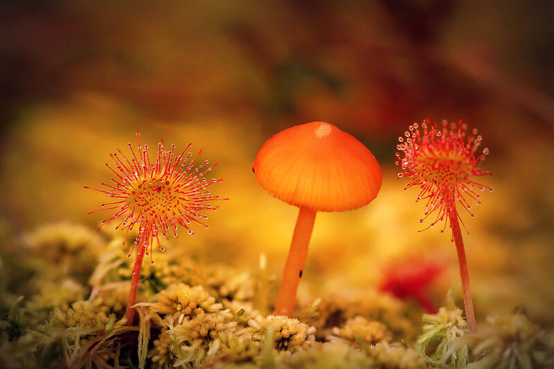 Orange Mushroom and Sundews
