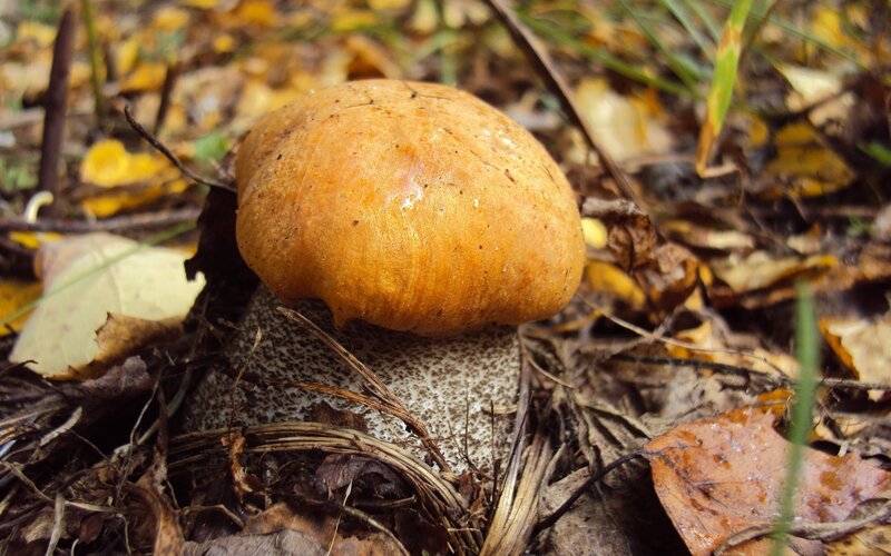 orange mushroom in autumn leaves