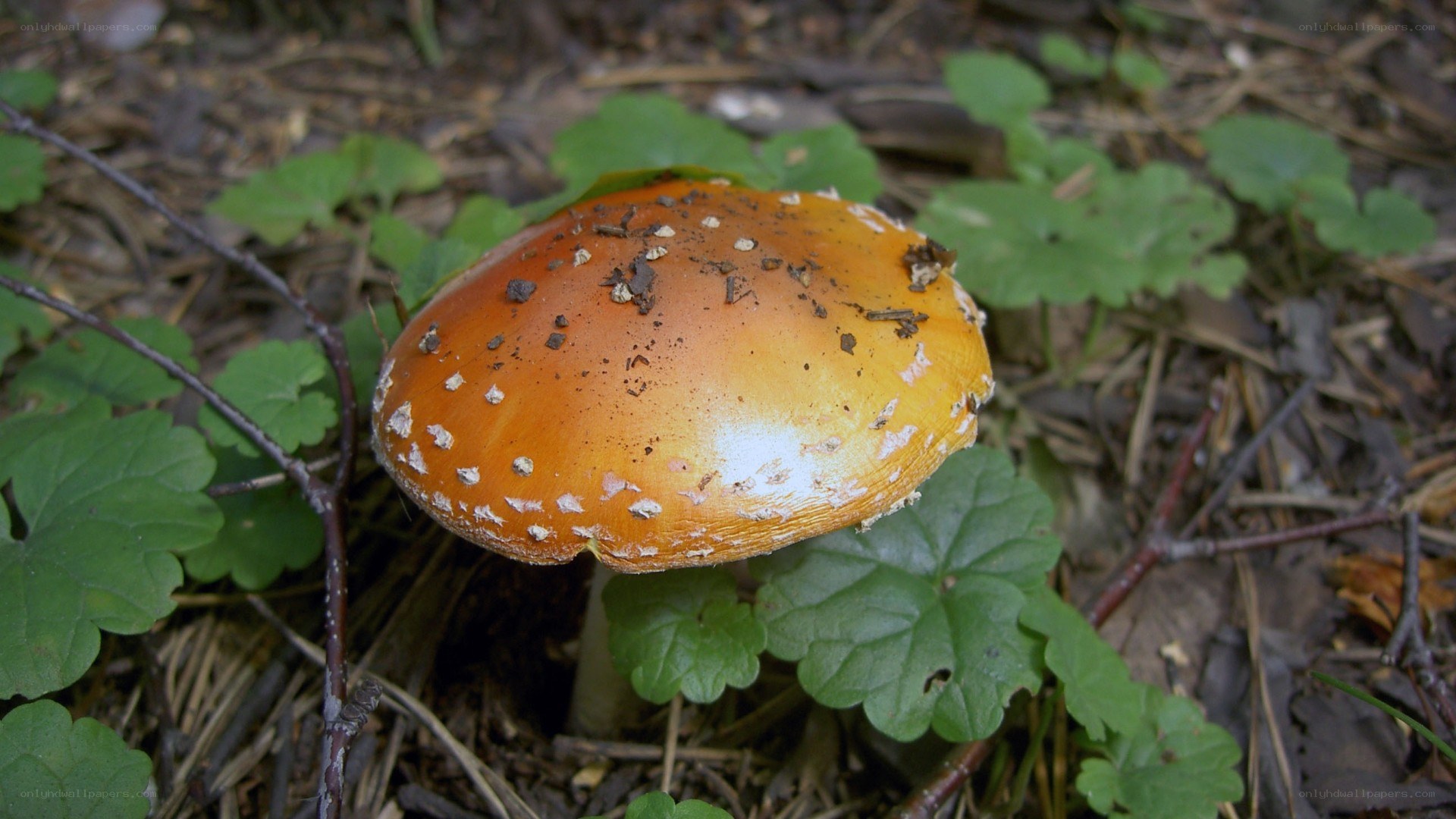 orange mushroom in forest