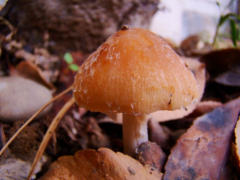 orange mushroom in forest