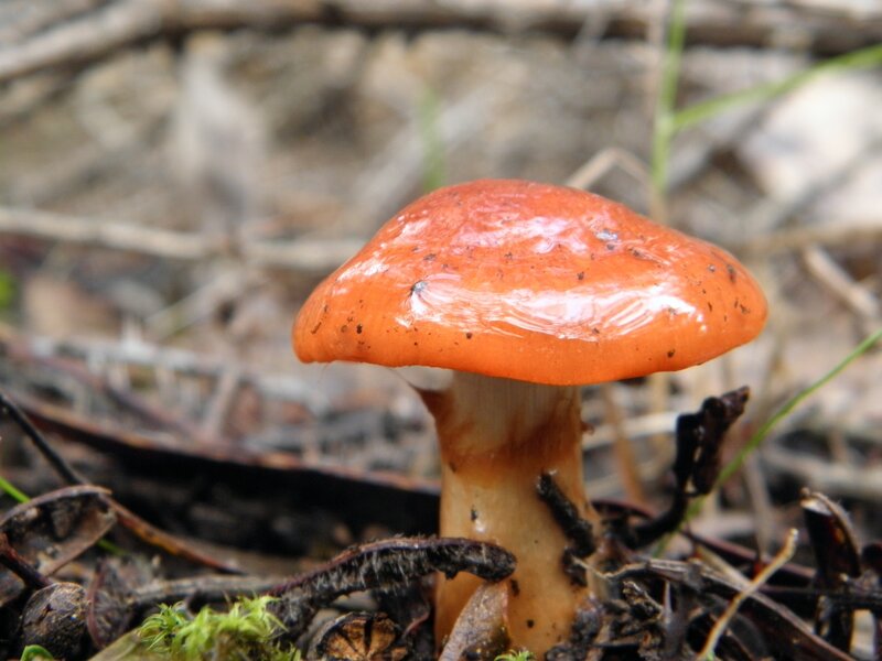Orange Mushroom in Forest — Natural, Photograph
