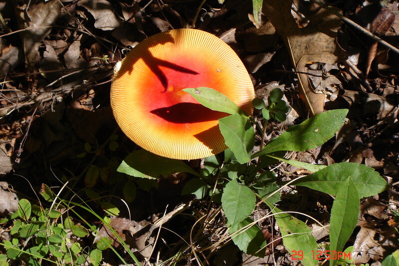 Orange Mushroom in Forest — Natural