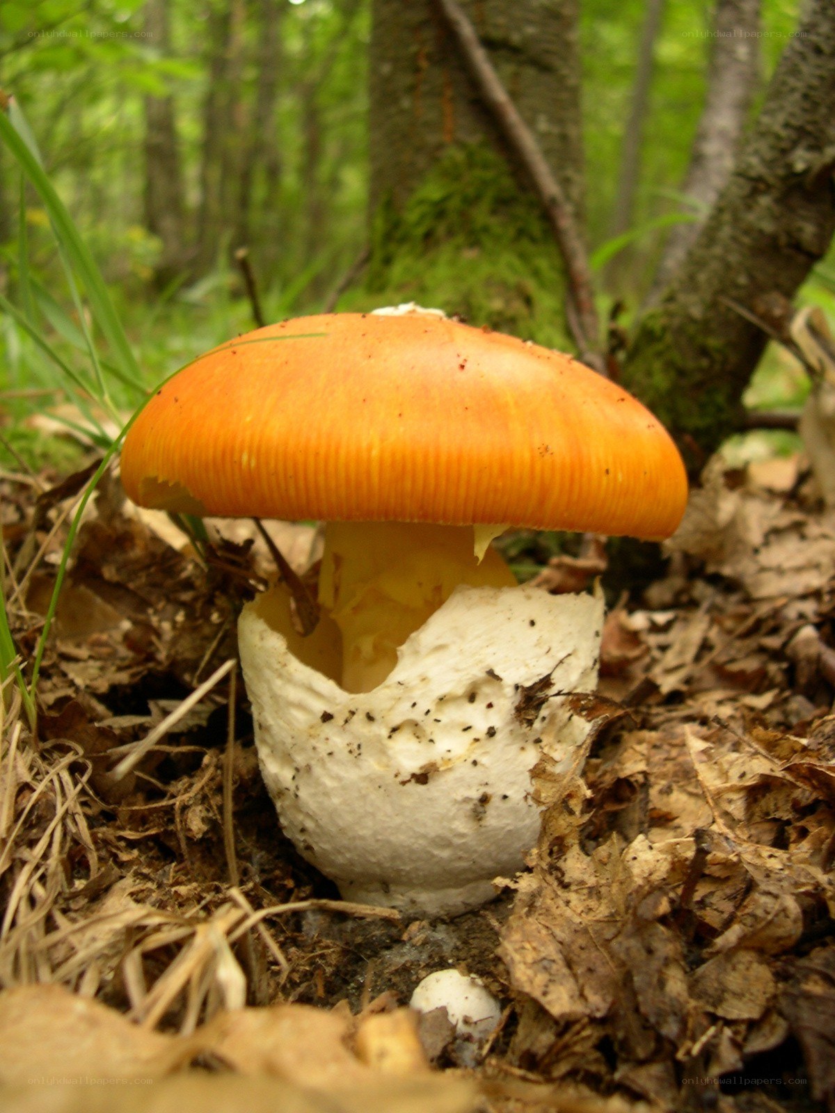 Orange mushroom in forest