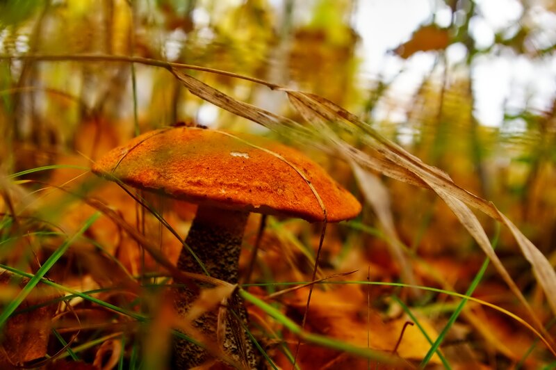 Orange Mushroom in Grass